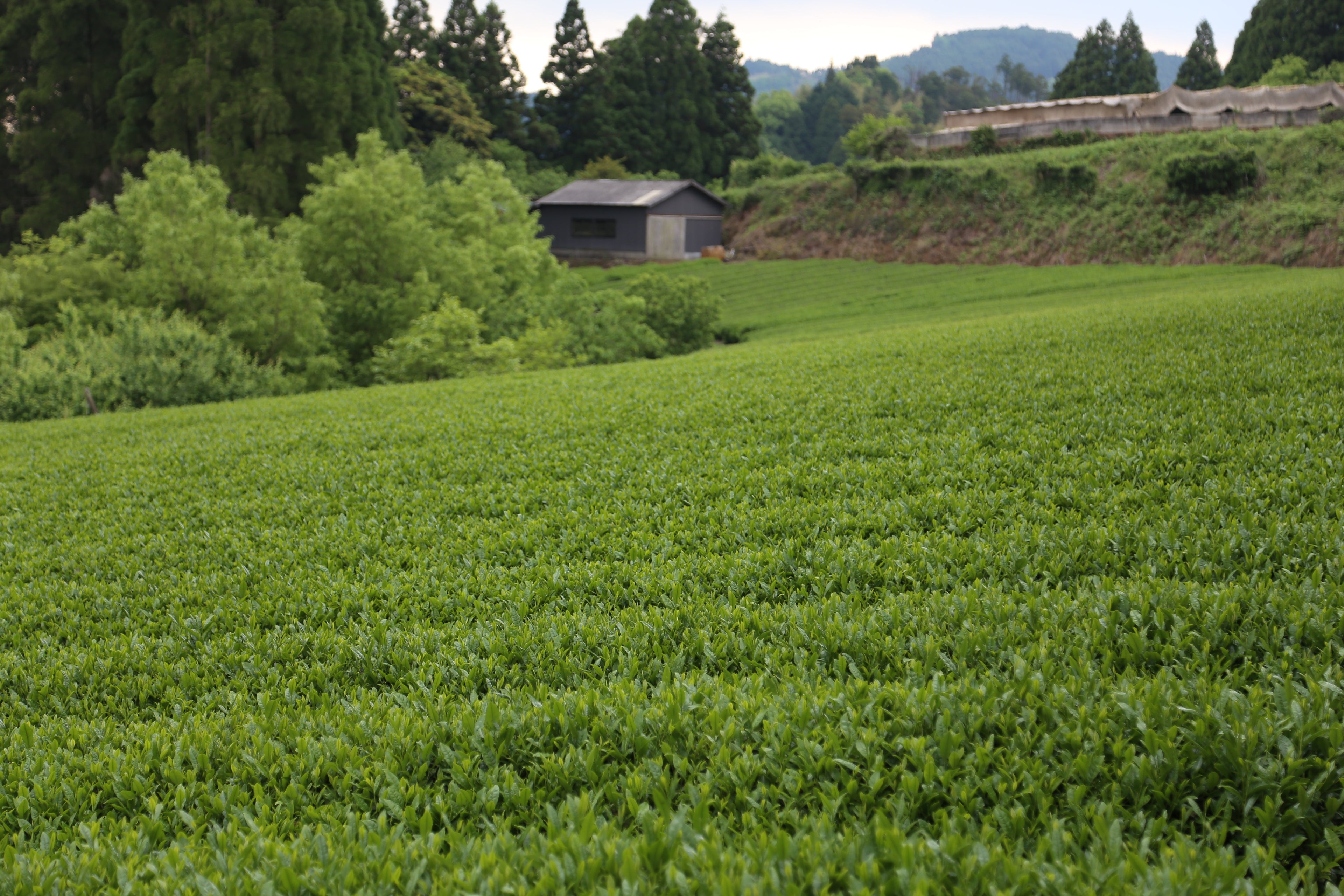 煎茶